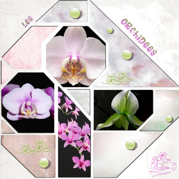 Les orchidées