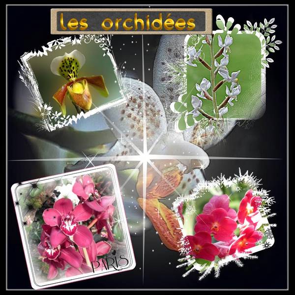 Les orchidées
