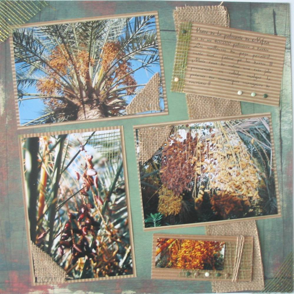 Les palmiers à Dattes