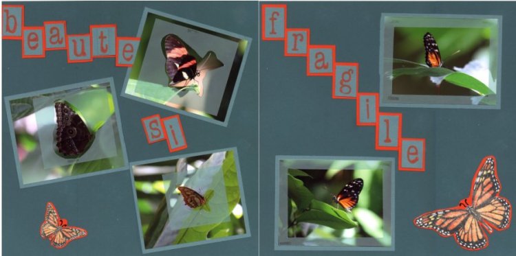 les papillons : fragile beauté