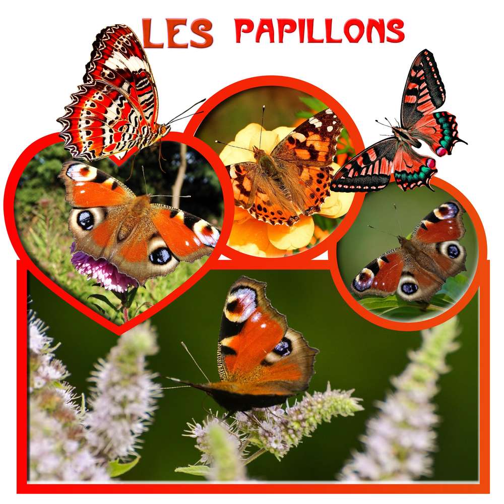 les papillons