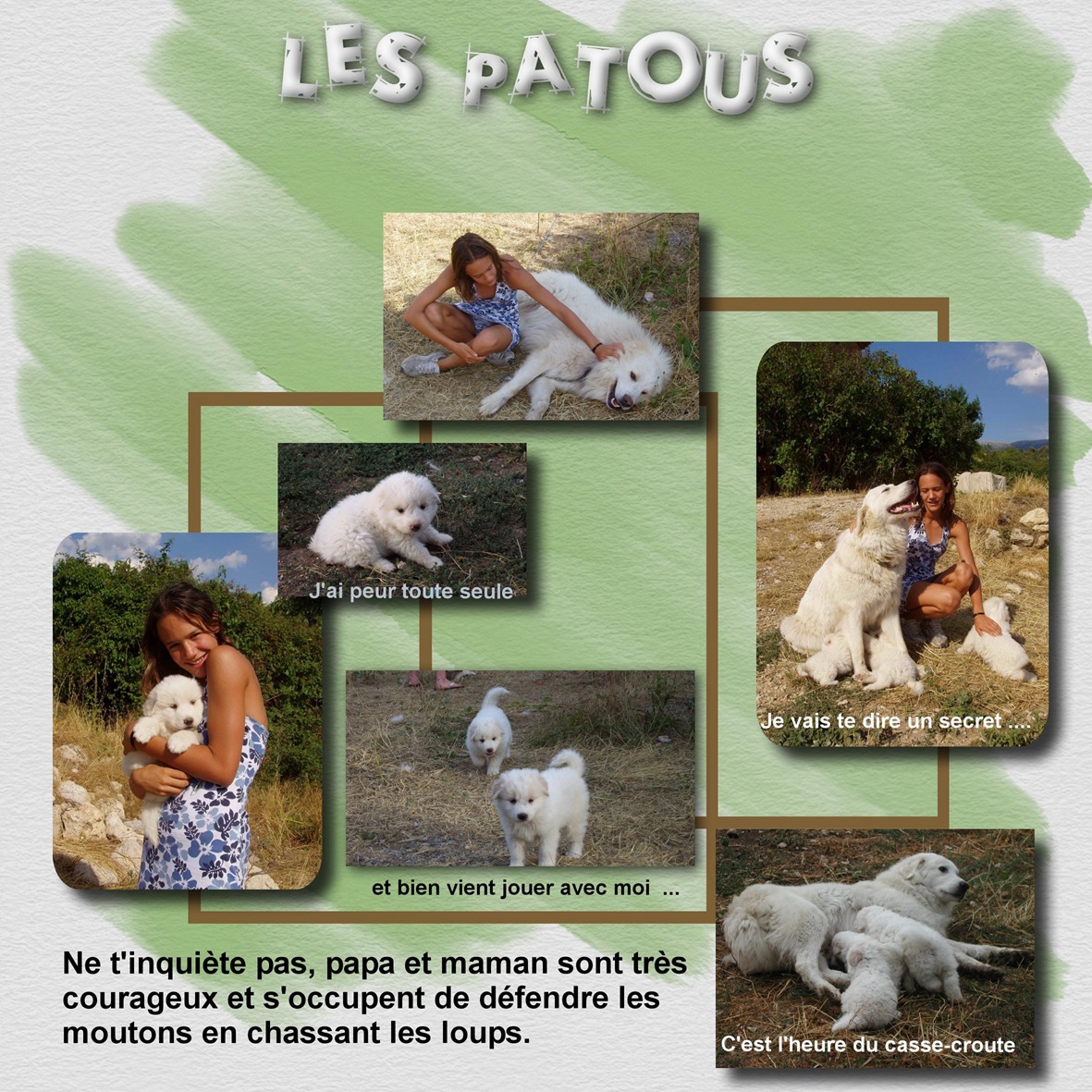 les patous et les loups.jpg