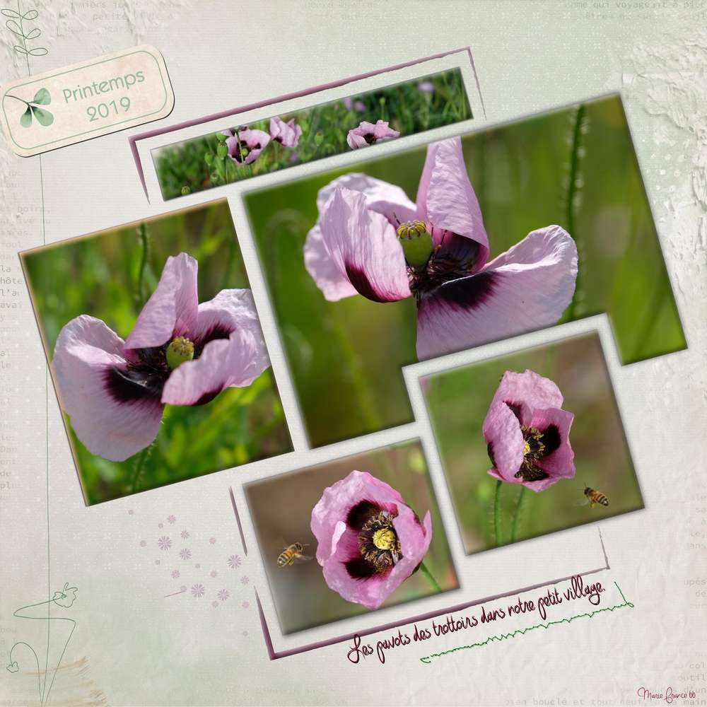 Les pavots de notre petit village