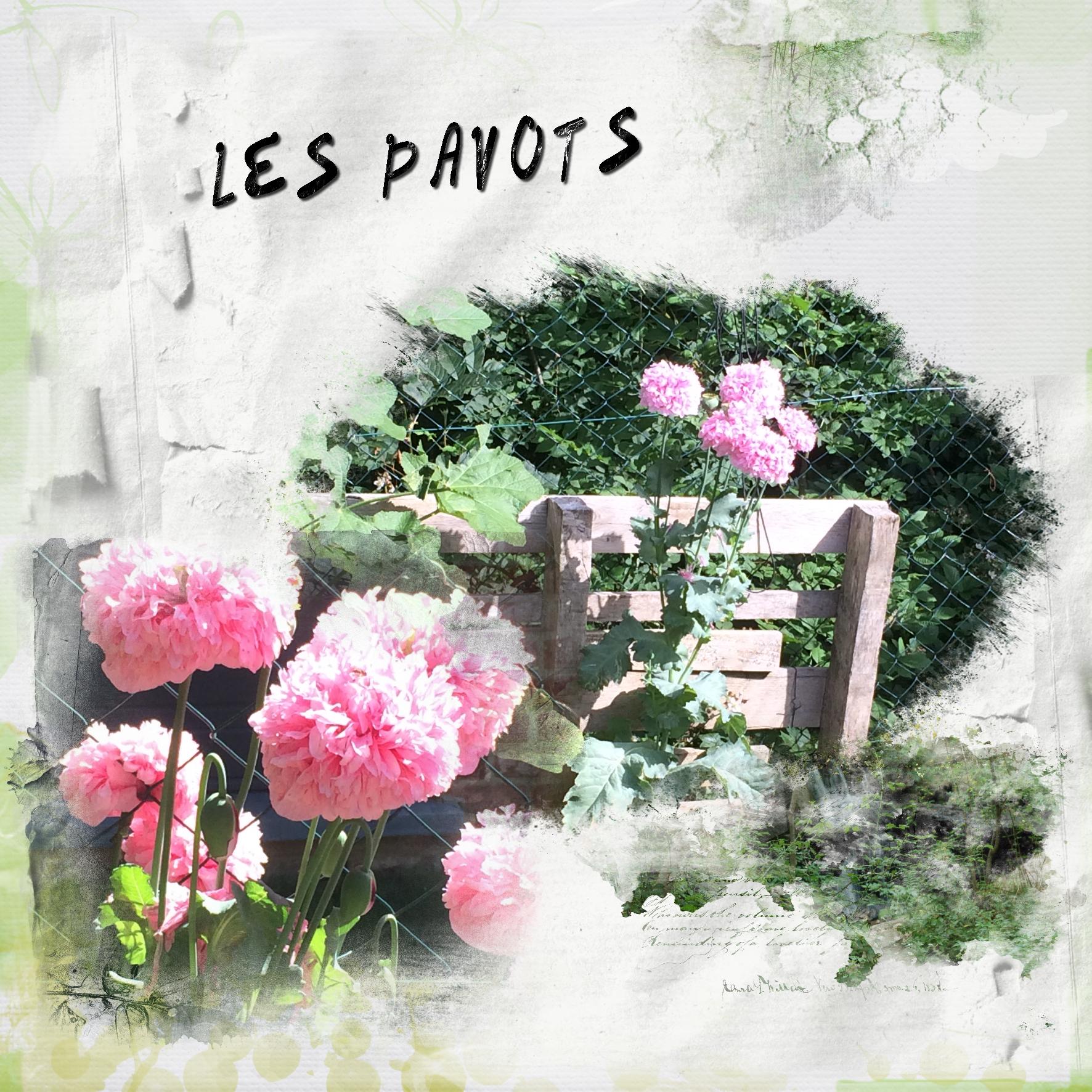 les pavots.jpg