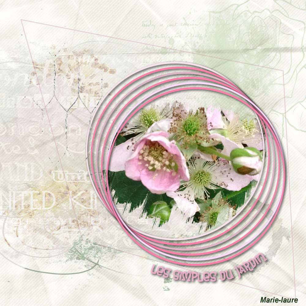 Les petites fleurs simples du jardin .....