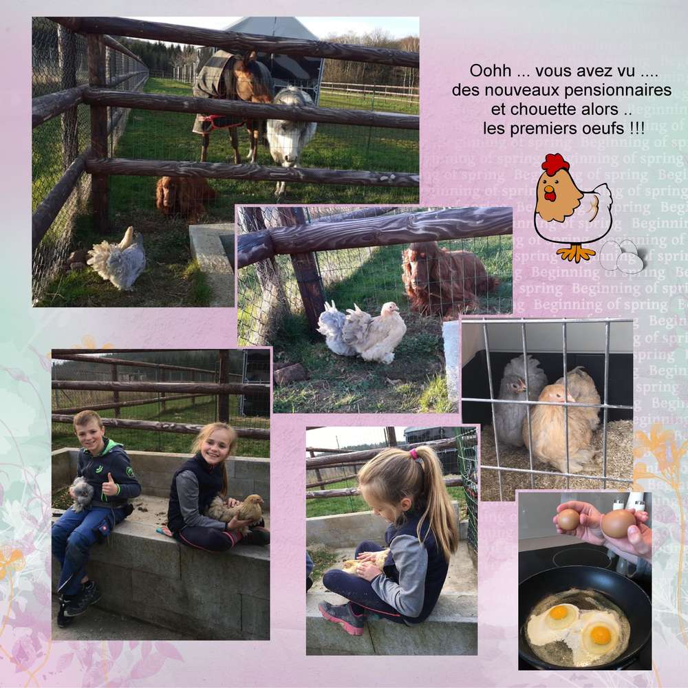 les petites poulettes