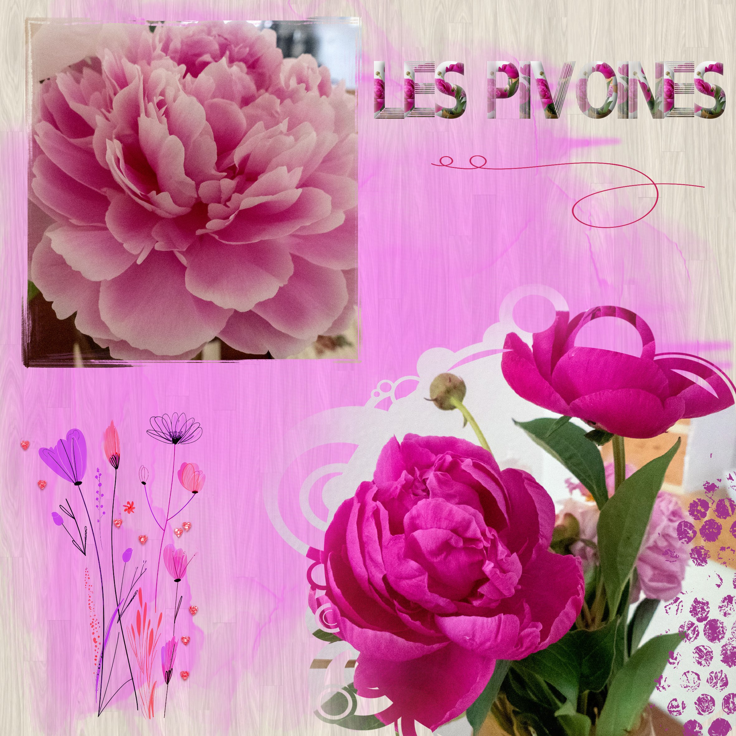 les pivoines .jpg