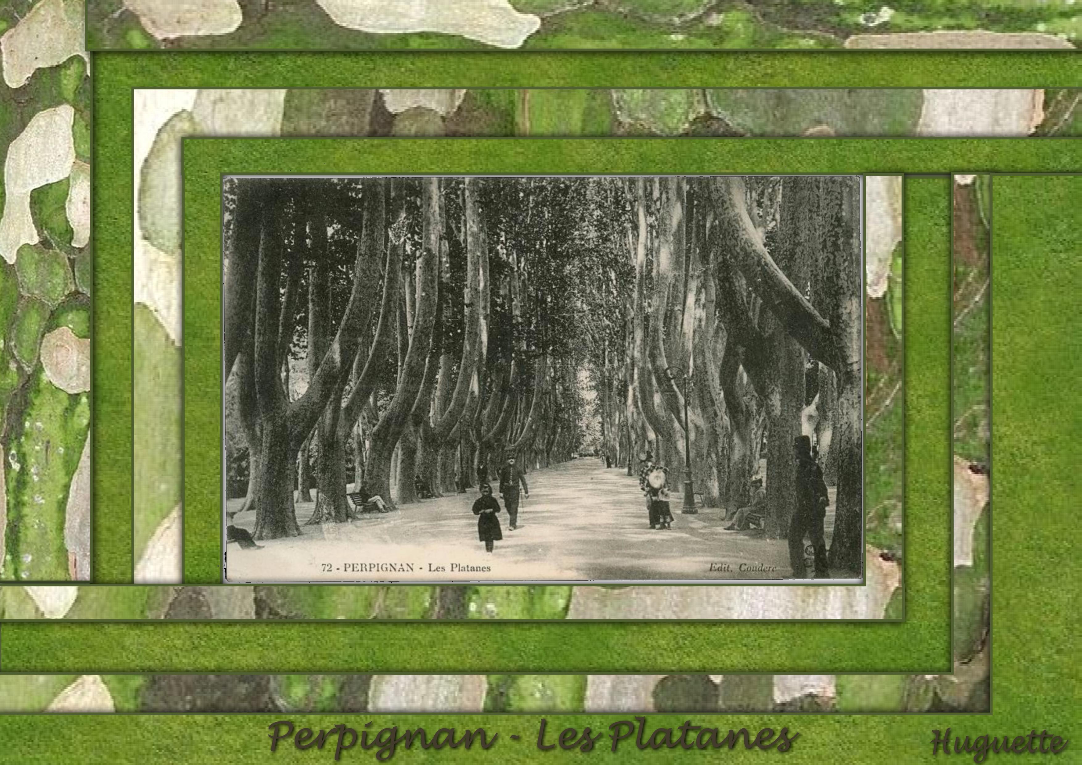 les platanes Perpignan.jpg