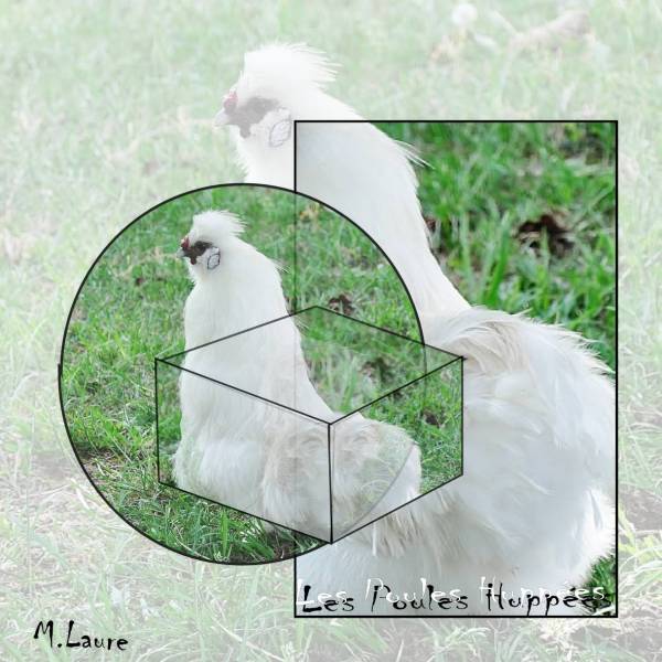 Les poules huppées
