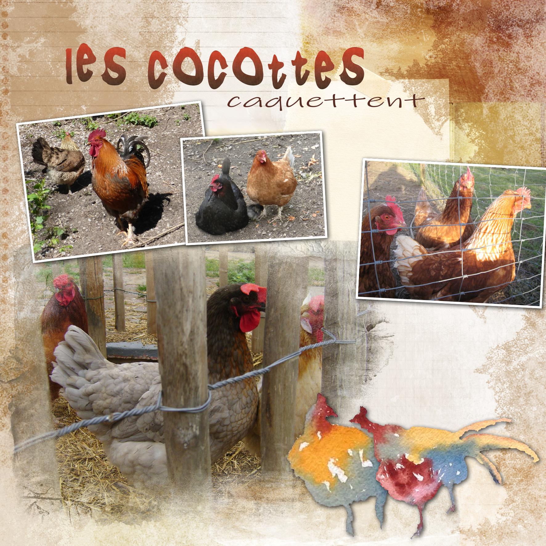 les poules.jpg