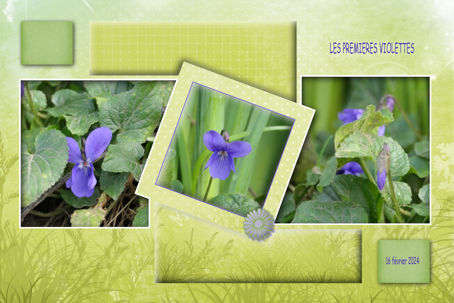 Les premières violettes - 2024.jpg