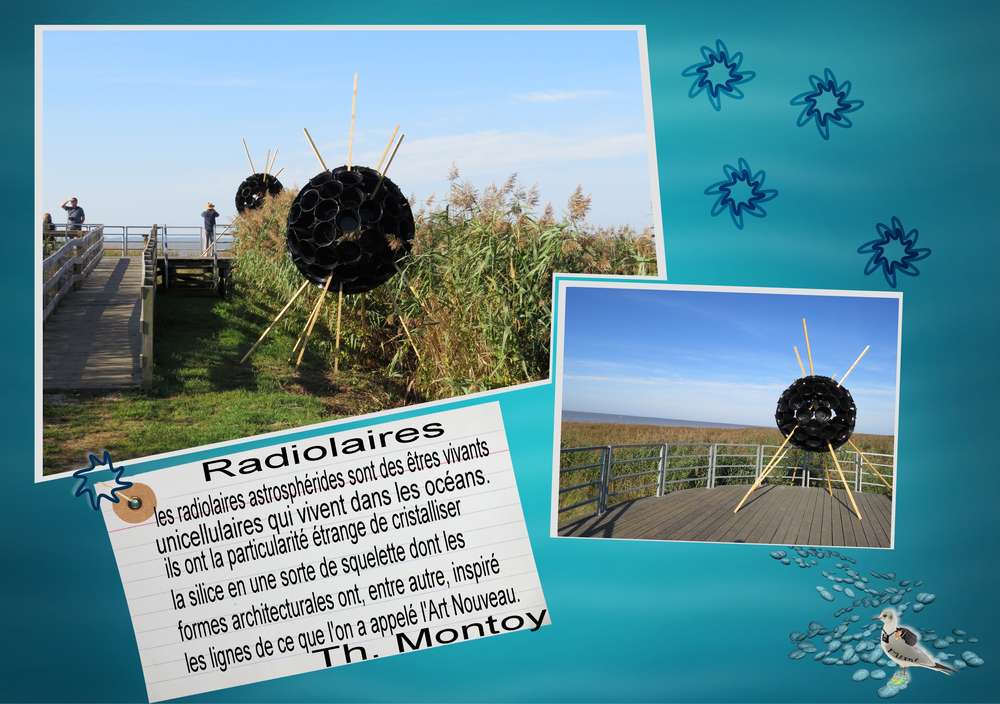 les radiolaires