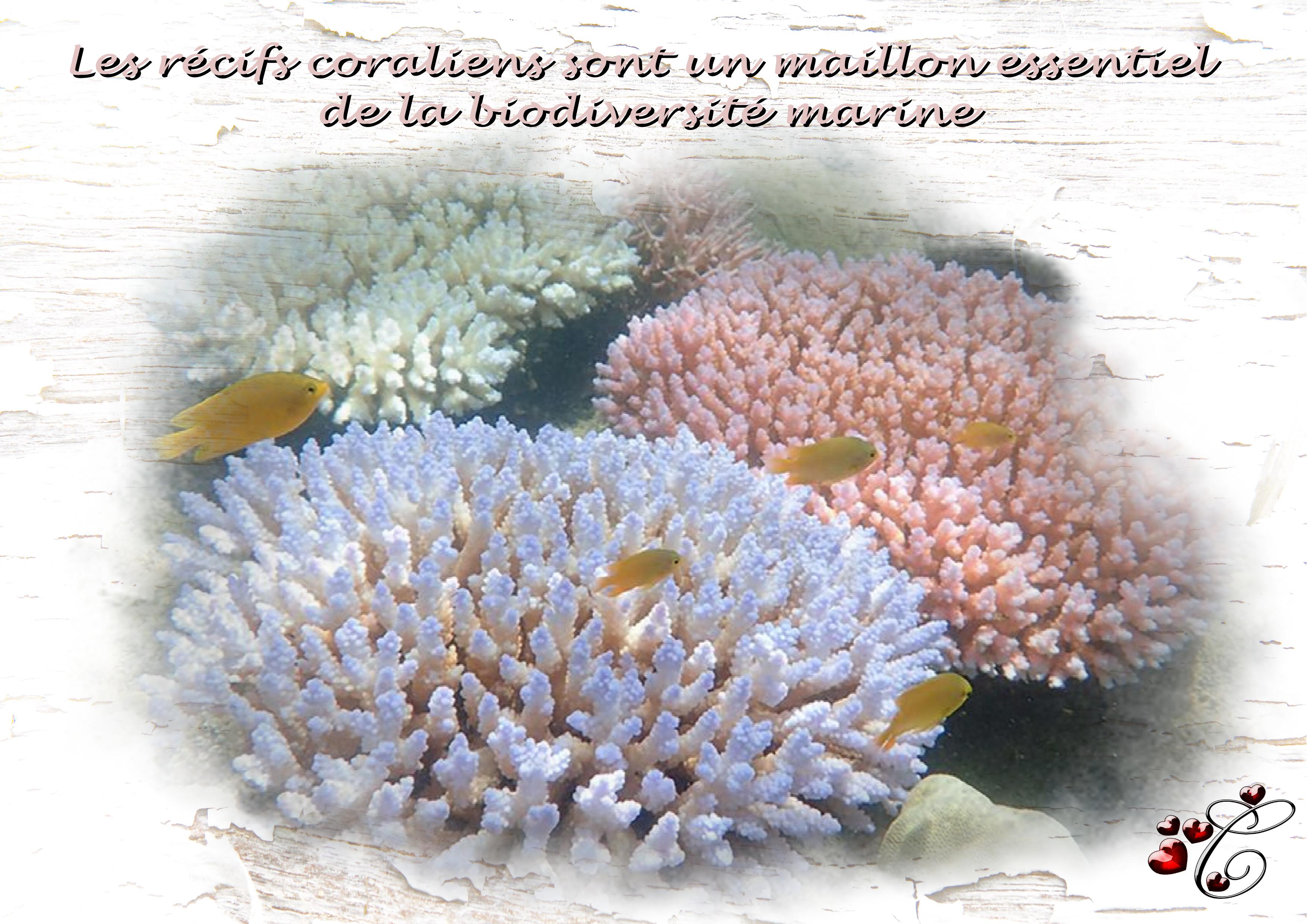 les récifs.jpg