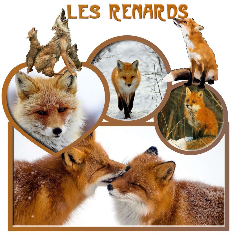 les renards