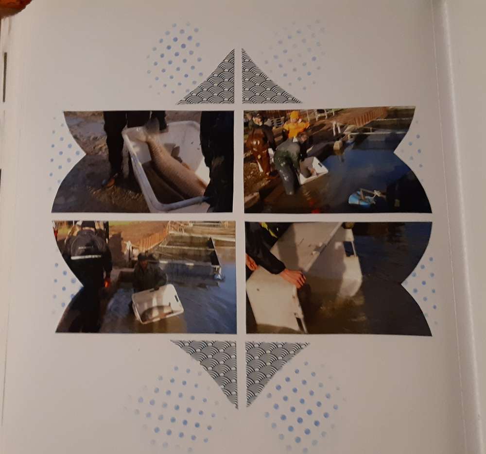 Les reproducteurs remis à l'eau