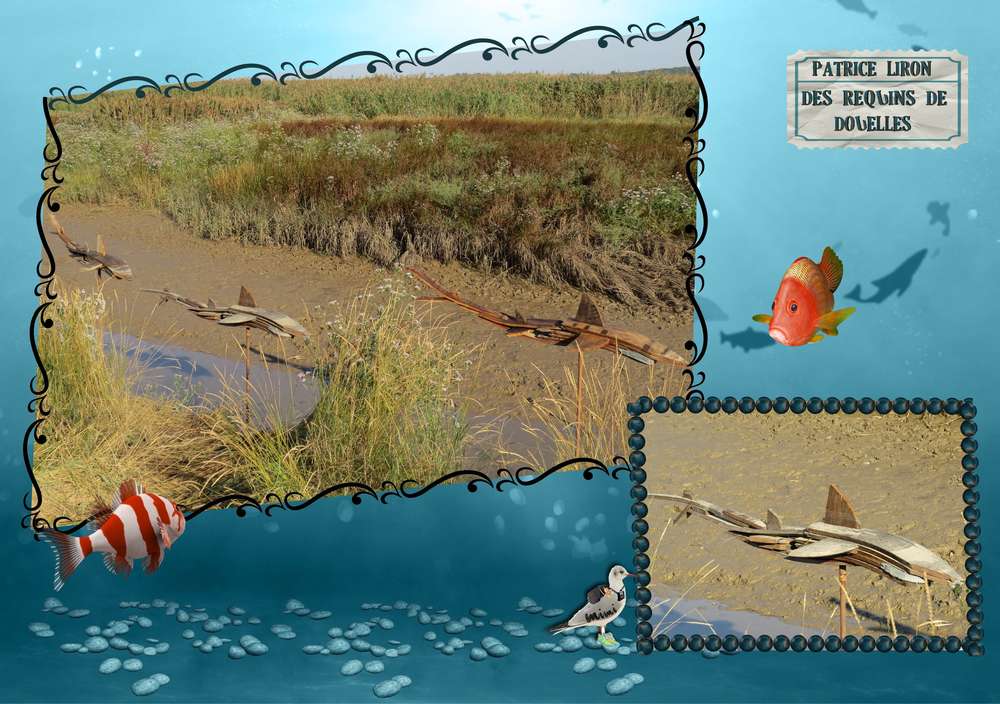 les requins...