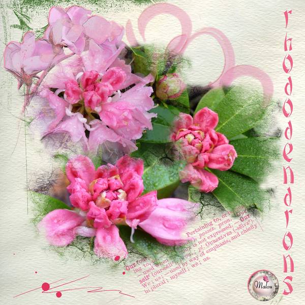 Les rhododendrons....