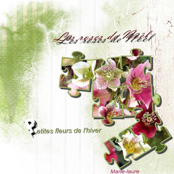 Les roses de Noël petites fleurs de l'hiver