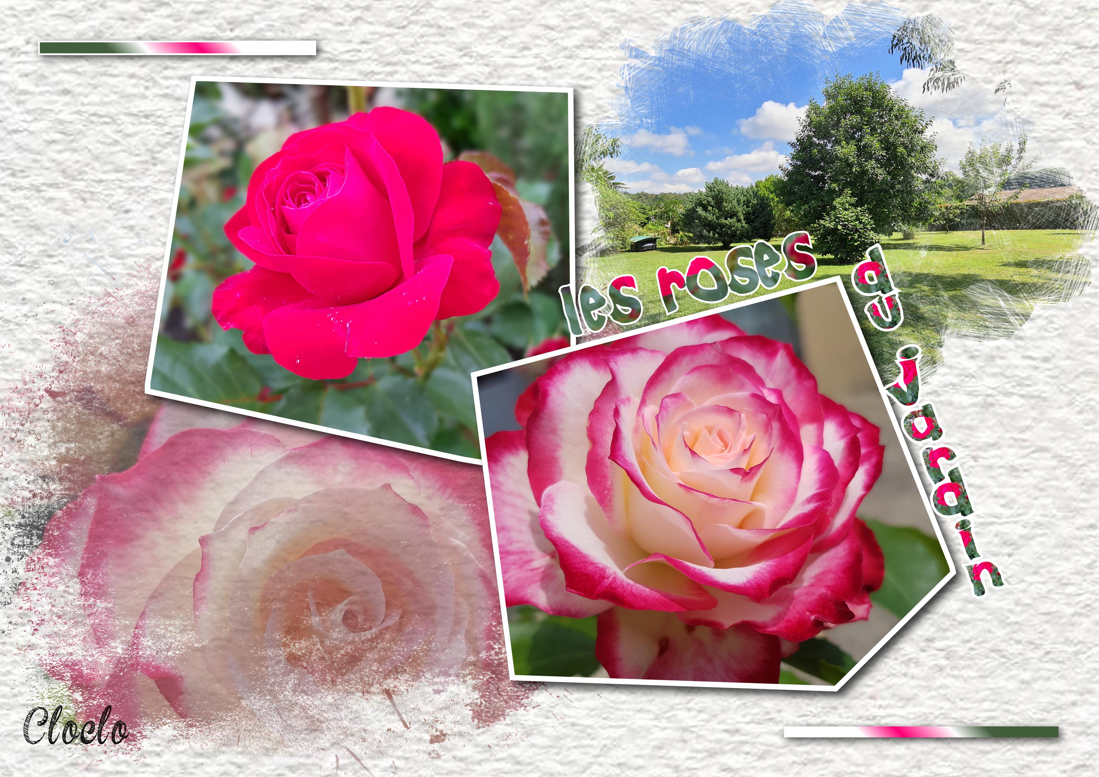 Les roses du jardin.jpg
