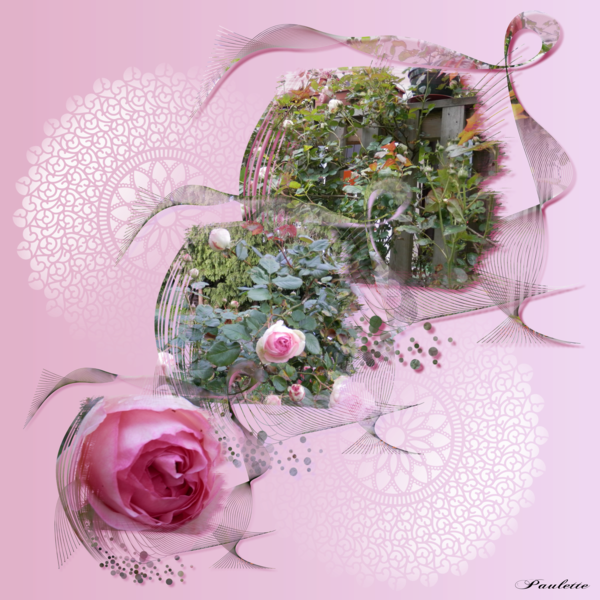 les roses pierre de ronsard