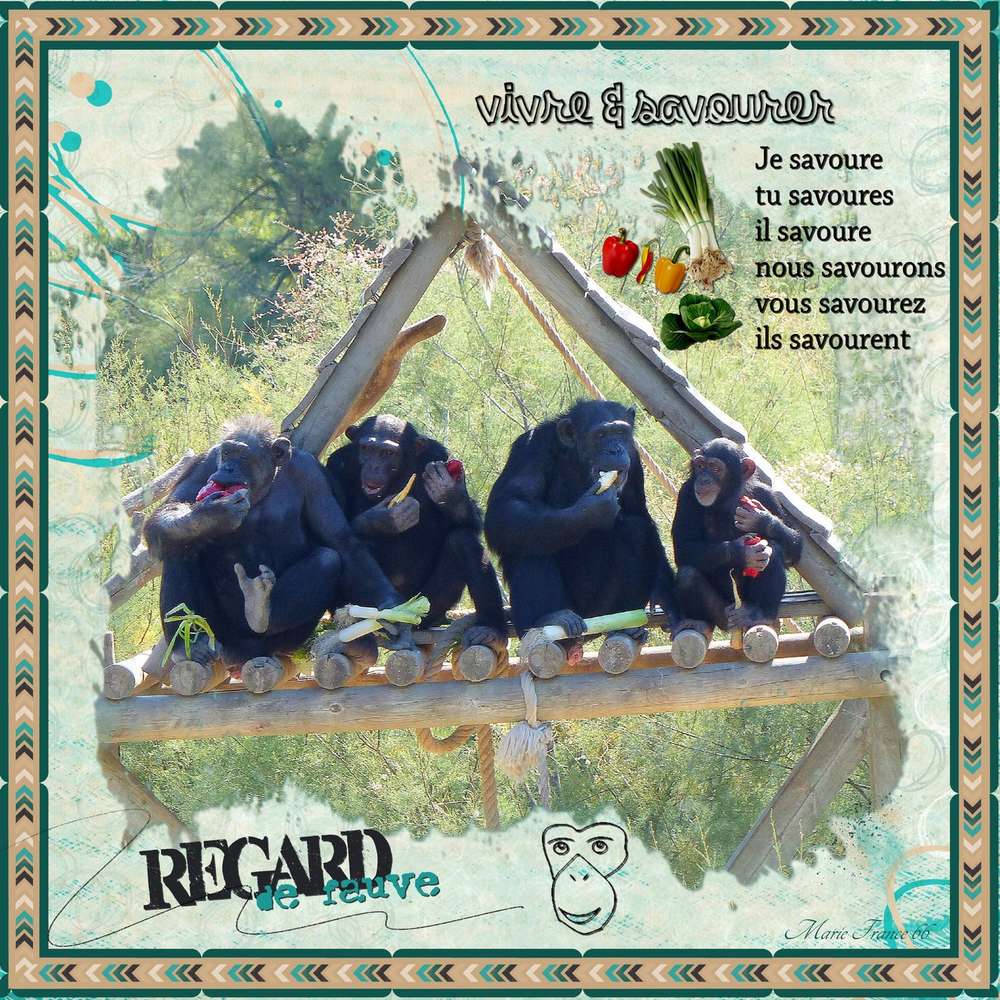 LES SINGES DE LA RESERVE AFRICAINE 1