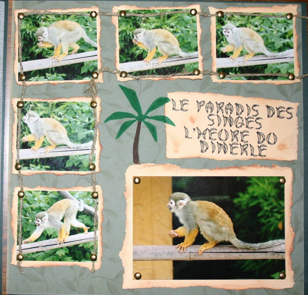 les singes paradisio
