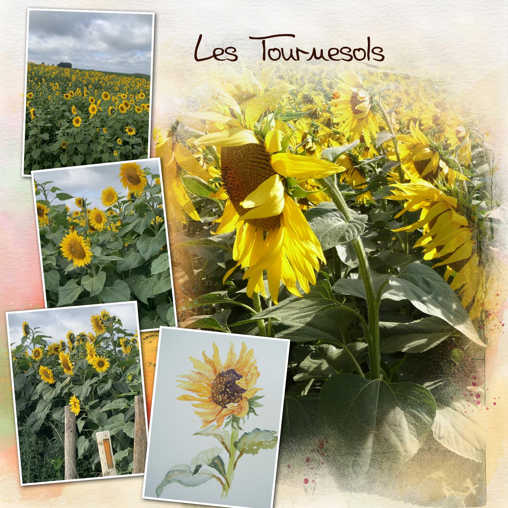 les tournesols.jpg