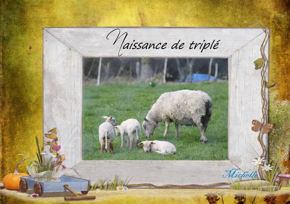 les  triplés!...................