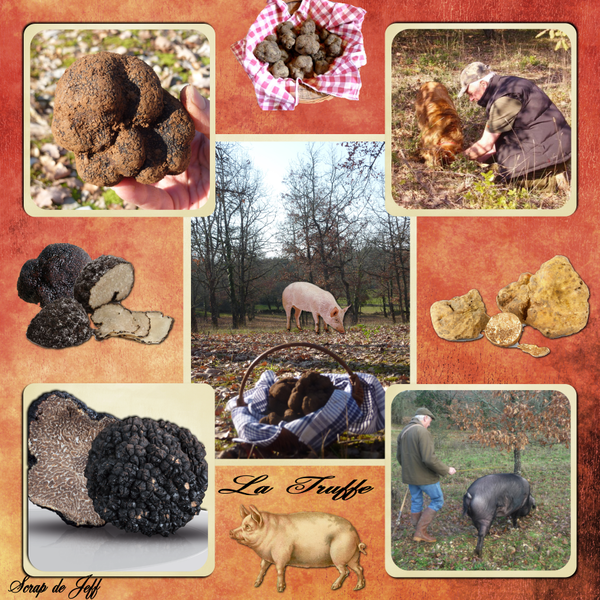 Les truffes