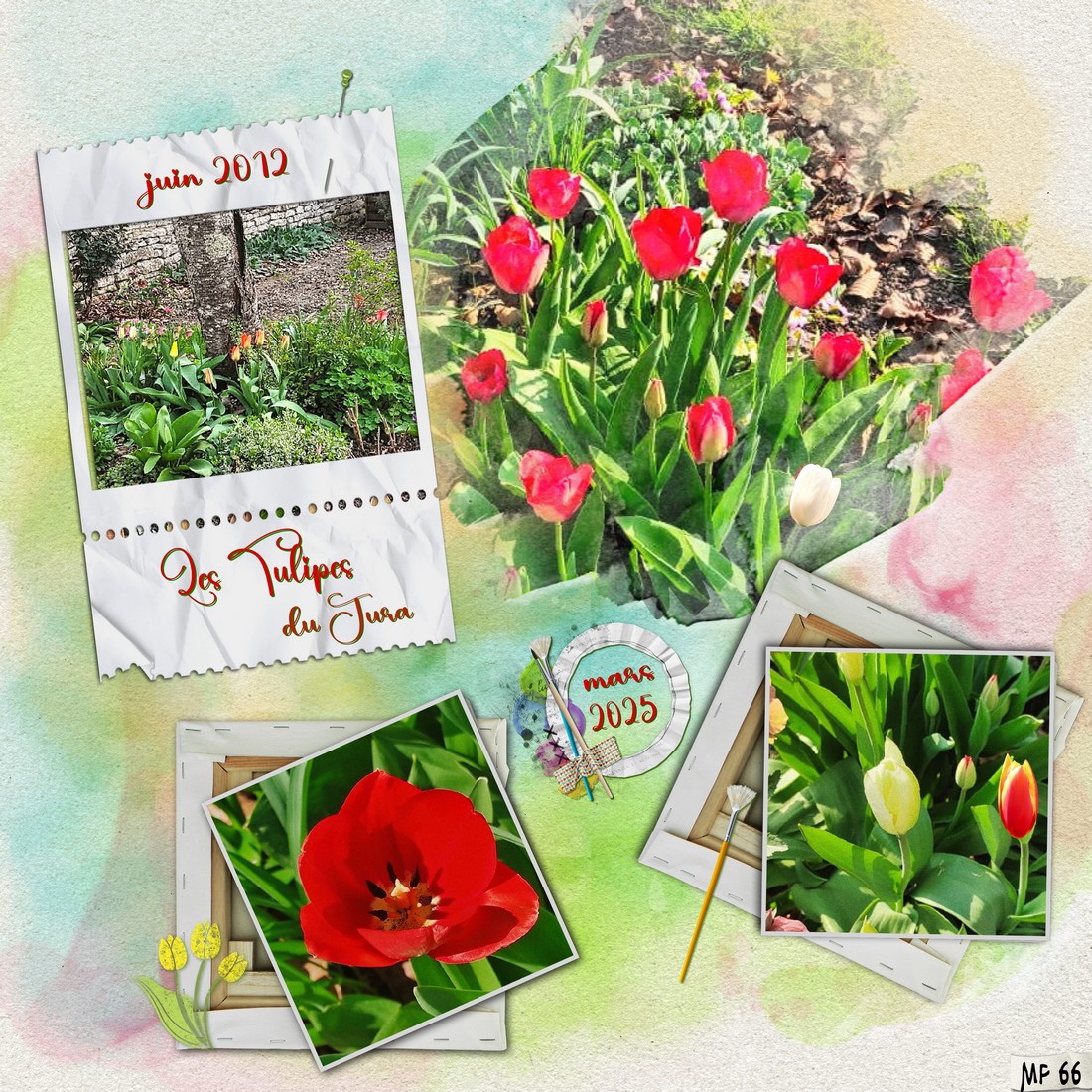 les tulipes de Jède mars 2025.jpg