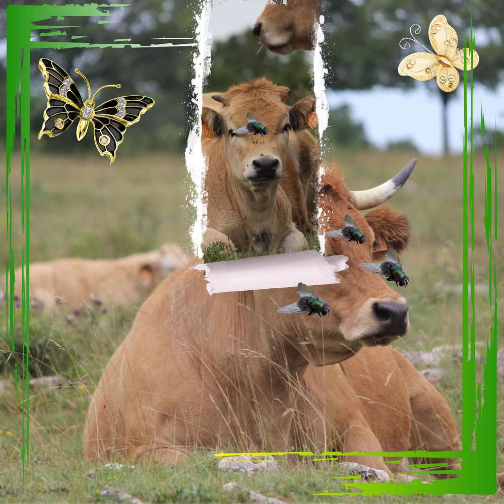 Les vaches