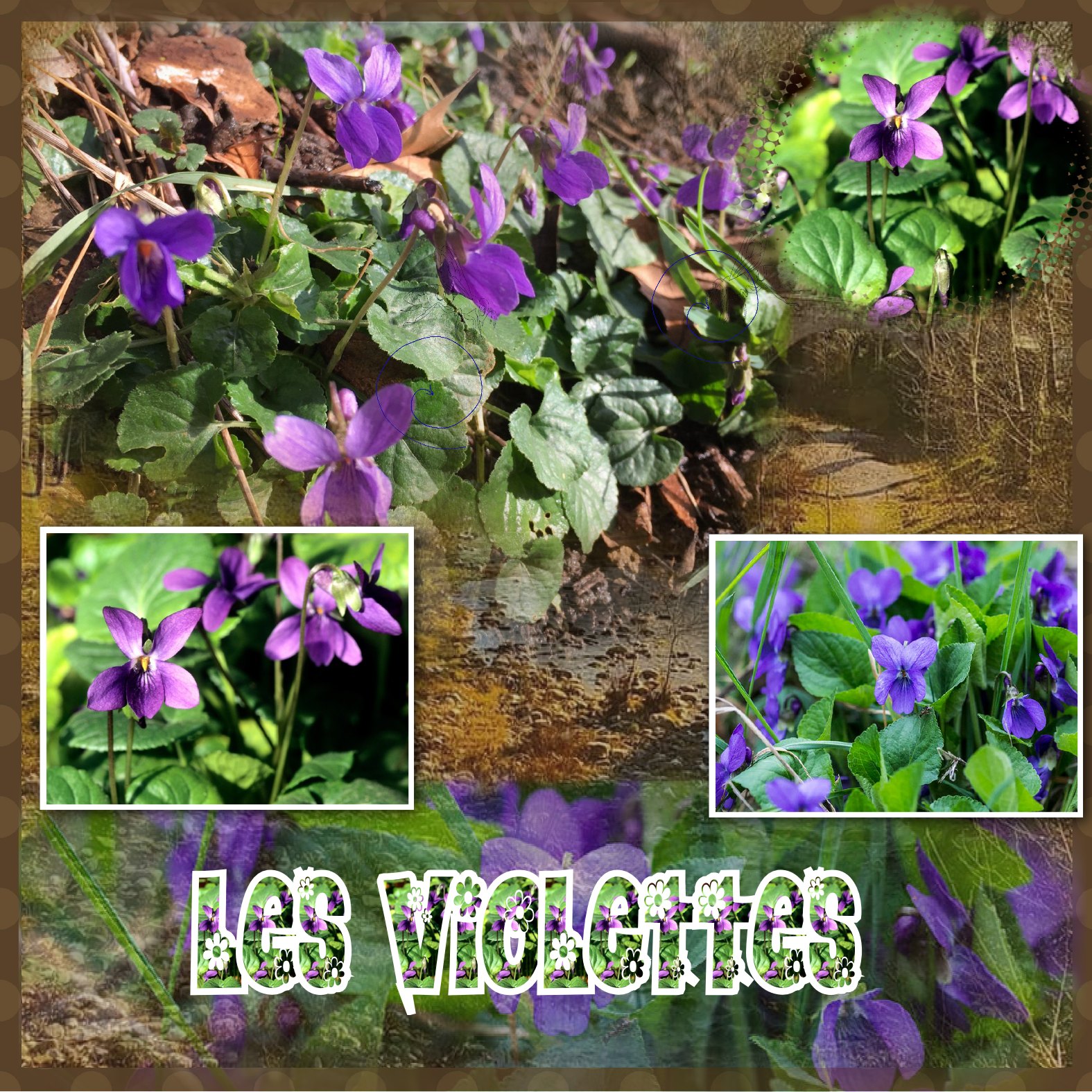 les violettes .jpg