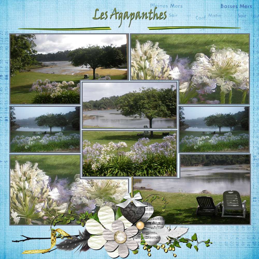 Les_Agapanthes_