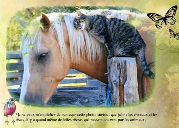les_chevaux_et_les_chats
