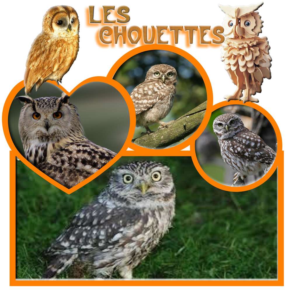 les_chouettes