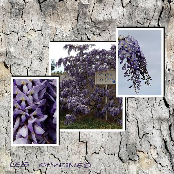 les_glycines_