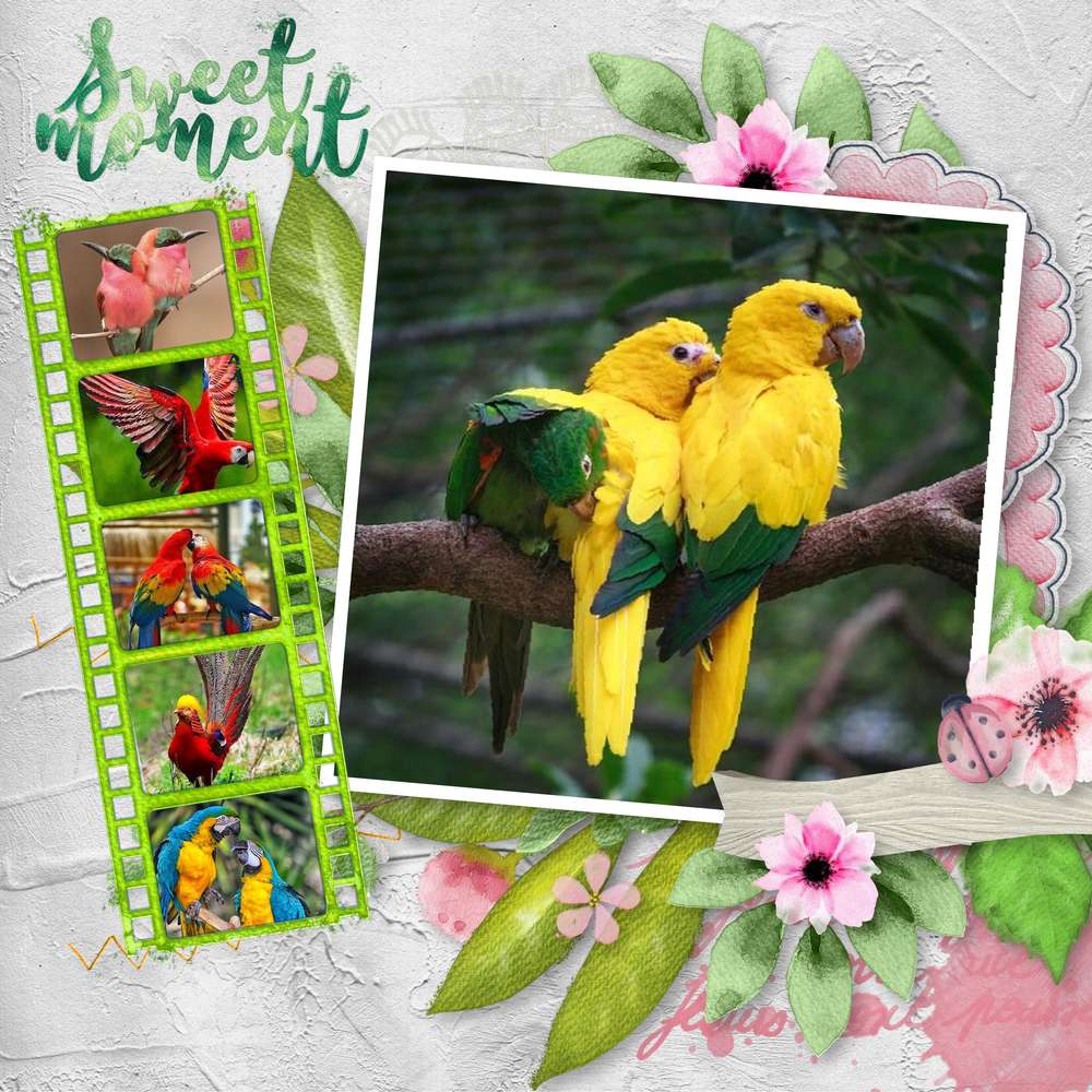 les_oiseaux_dans_la_nature