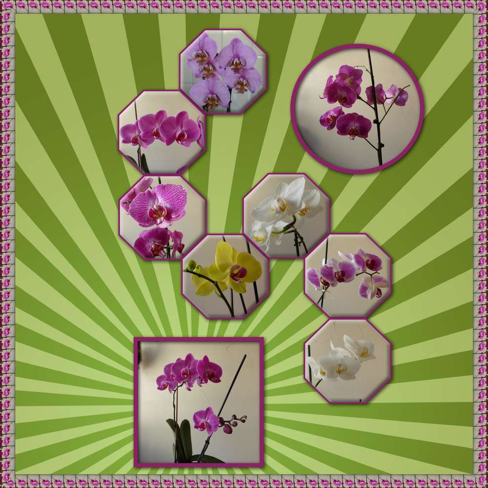 les_orchid__es_refleurissent