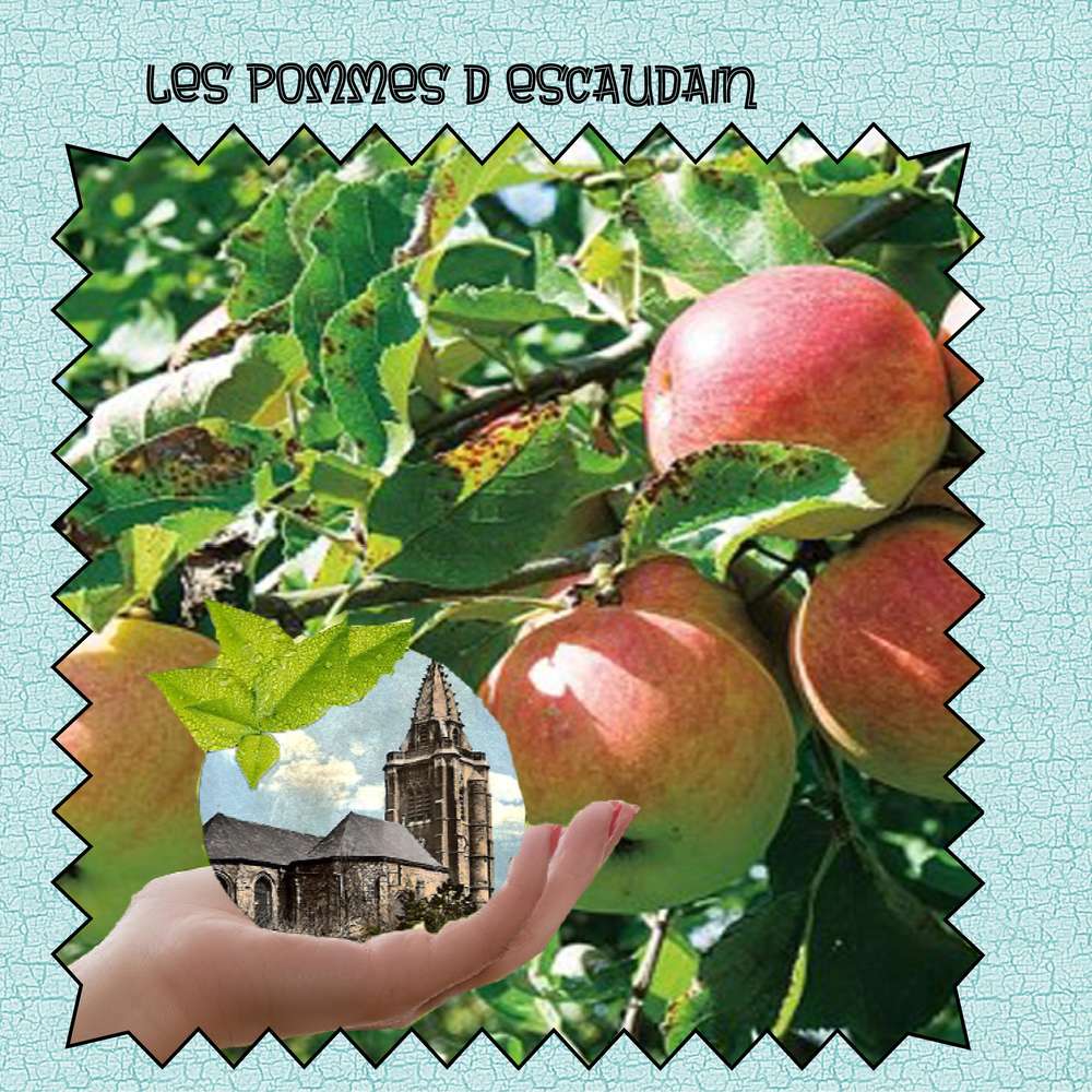 LES_POMMES_D_ESCAUDAIN