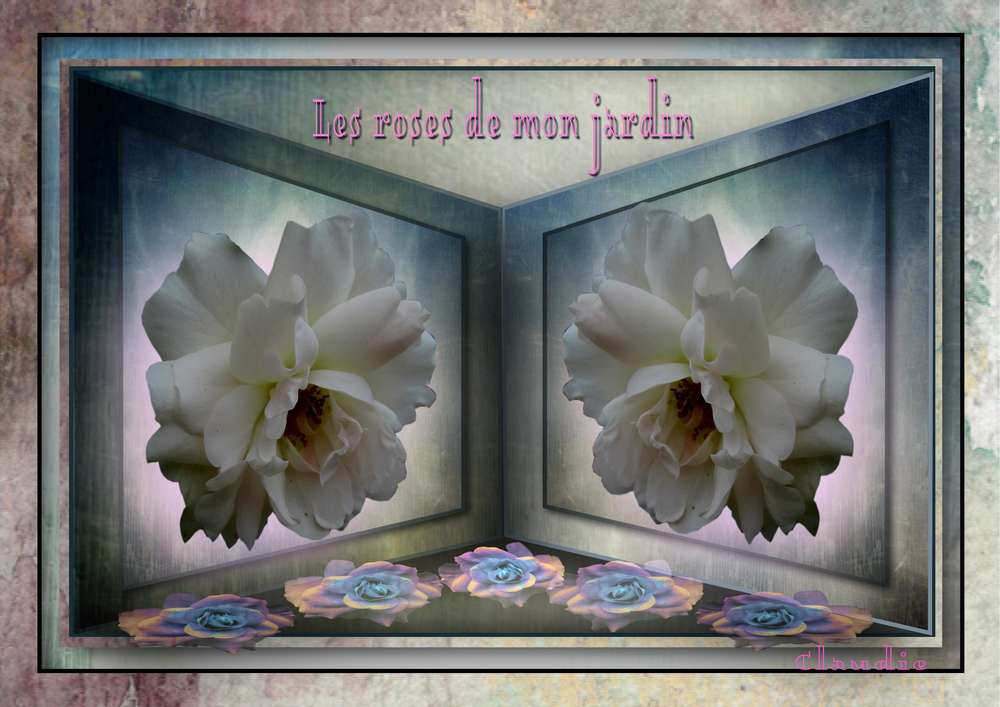 Les_roses_blanches