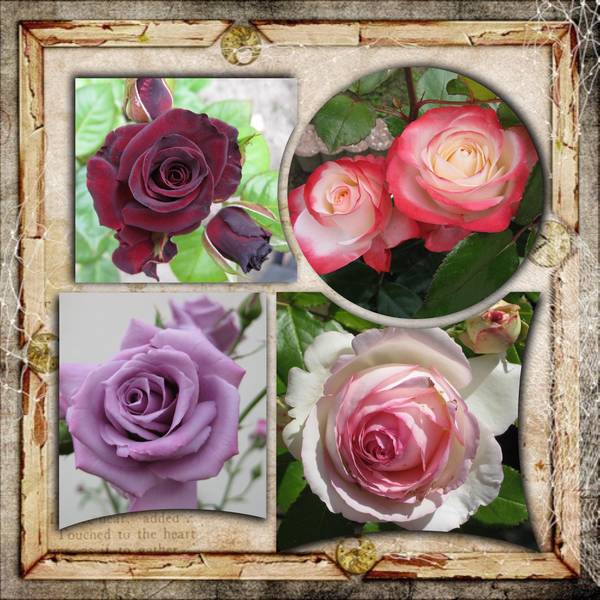 Les_roses_de_mon_jardin