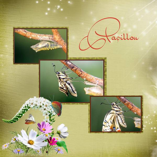 l'évolution du papillon