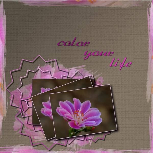 Lewisia rose corrigé!