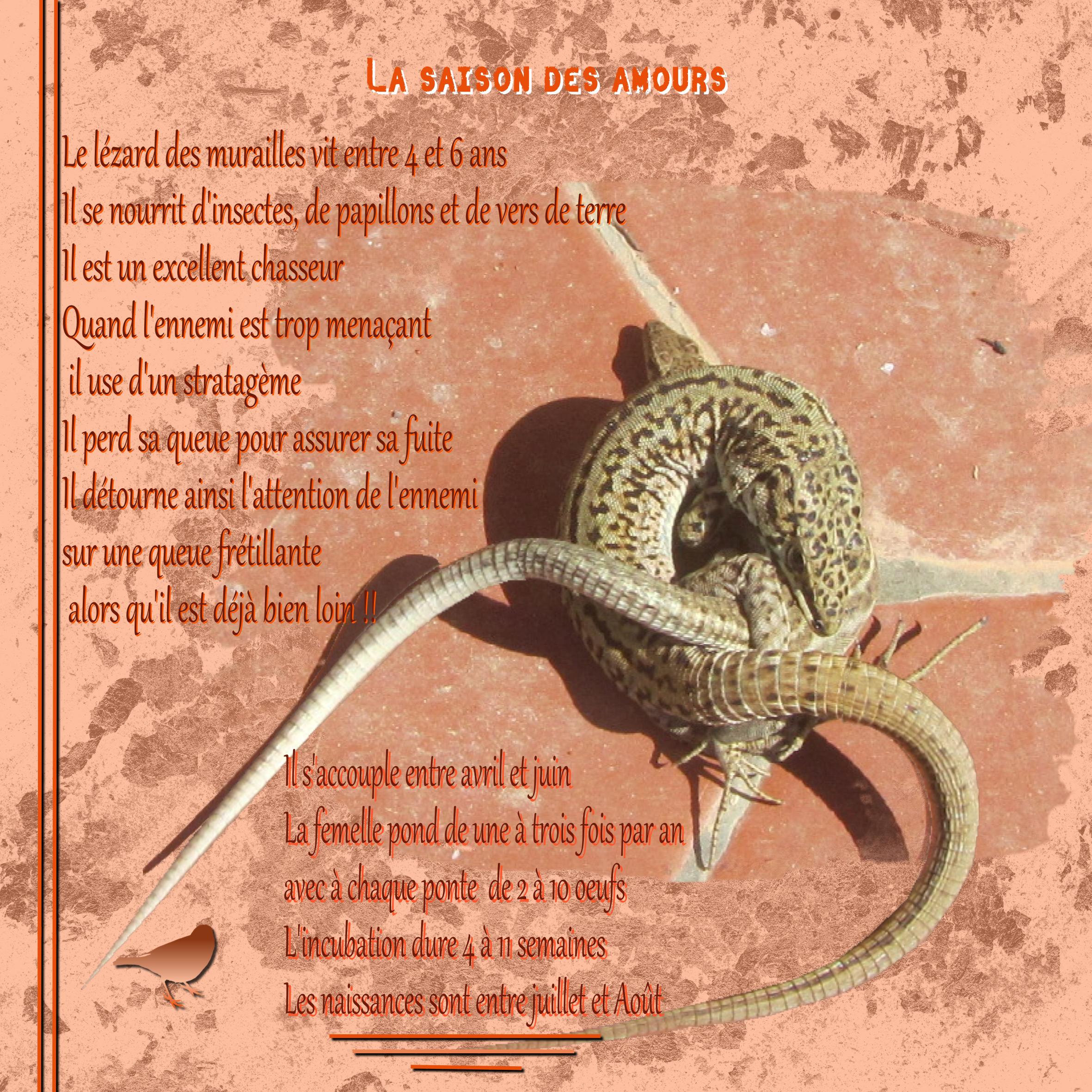 Lézard des murailles.jpg