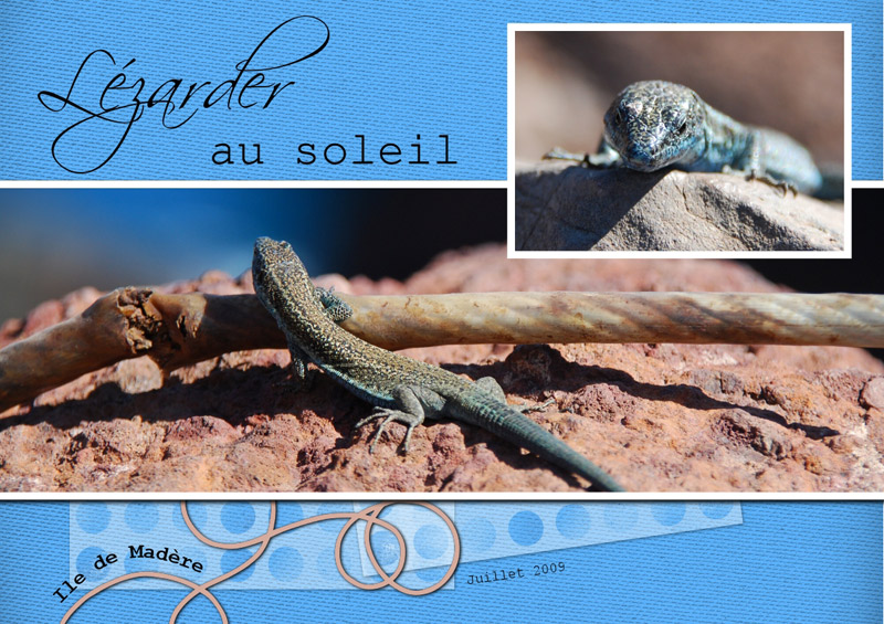 Lézarder au soleil