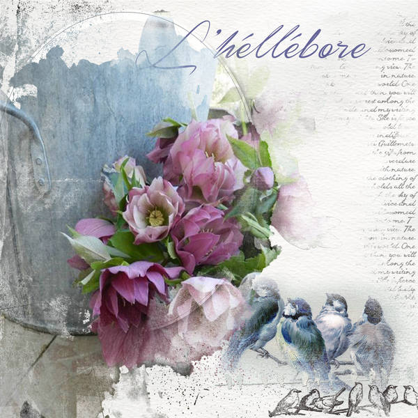L'héllébore....