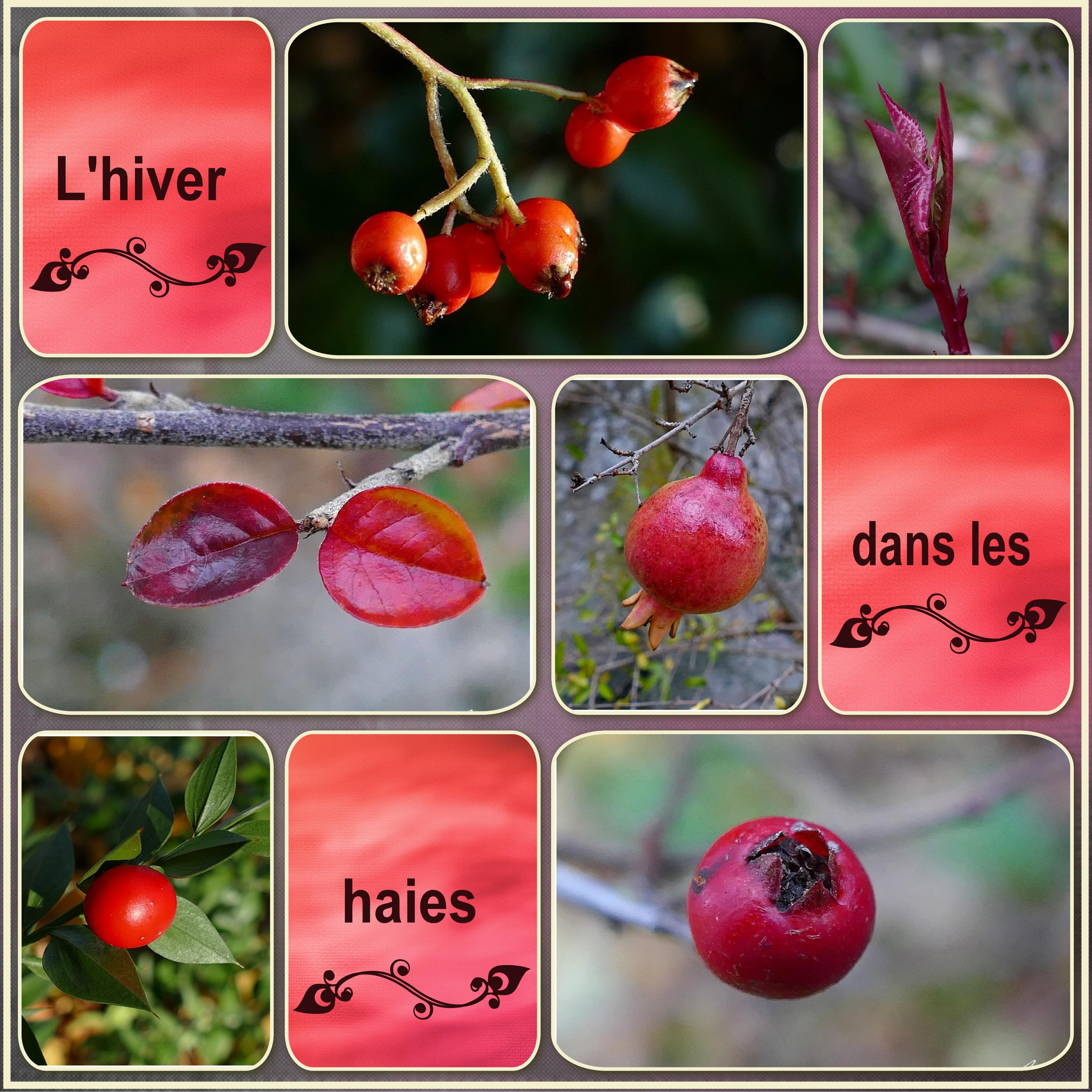 L'hiver dans les haies.jpg