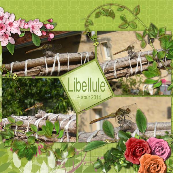 Libellule