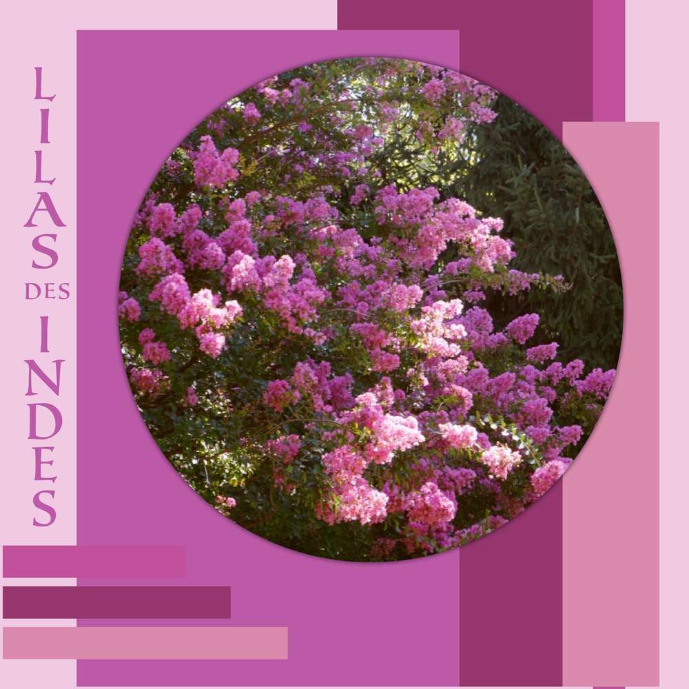 Lilas des Indes