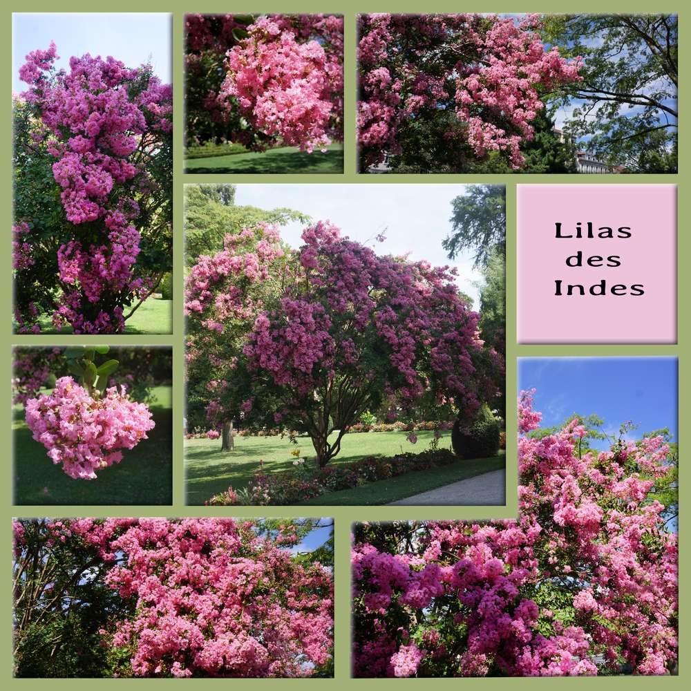 Lilas des Indes